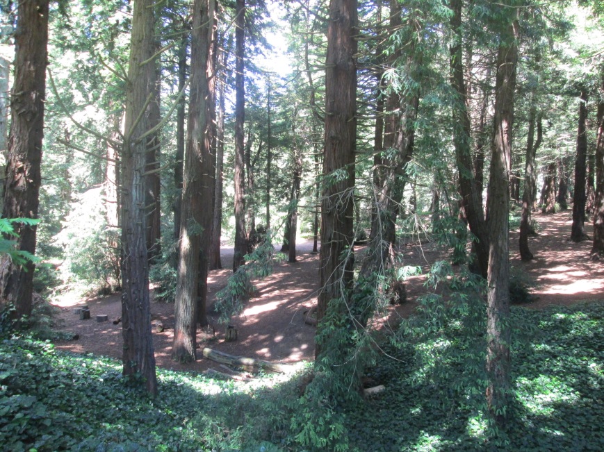 Redwood skog